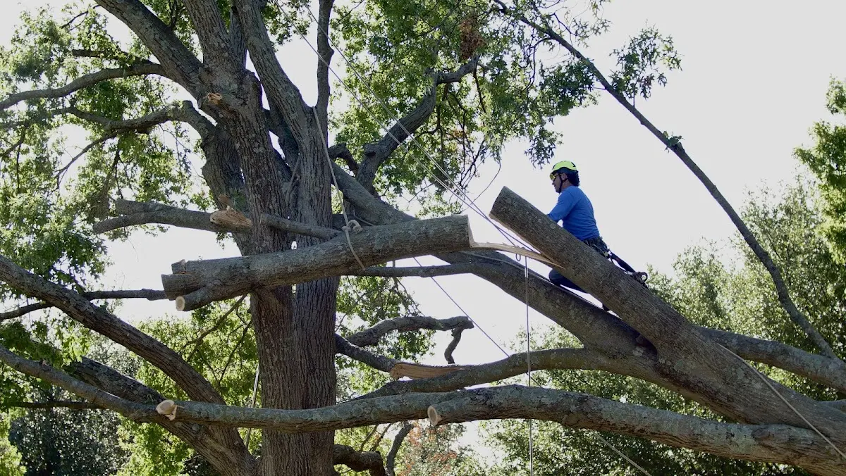 Professional Crown Thinning performed by certified arborists in Esmont