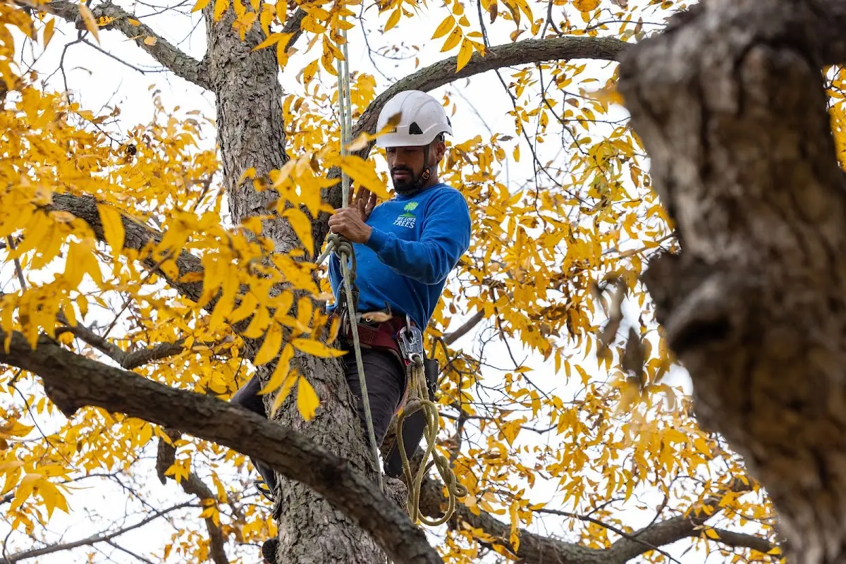 Skilled Storm Damage Cleanup crew working in Esmont